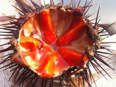 Les 5 millors experiències gastronòmiques a l'Empordà